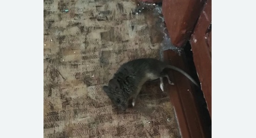 Дезинфекция от мышей в Ивановском районе Москвы