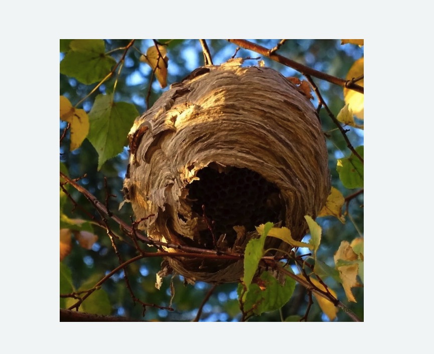 Обработка от шершней в Ивановском районе Москвы