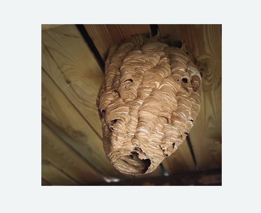 обработка от шершней в Ивановском районе Москвы