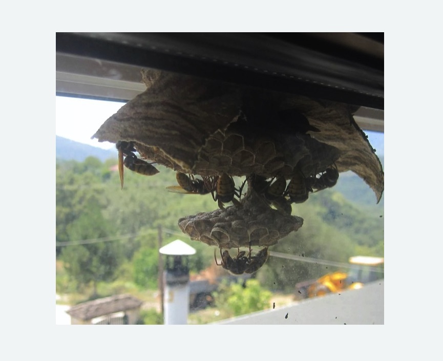 Уничтожение гнёзд шершней в Ивановском районе Москвы