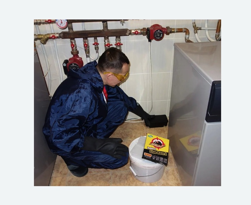 Уничтожение крыс в Ивановском районе Москвы