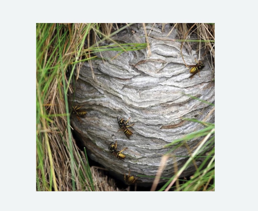 Уничтожение ос и ульев Уничтожение ос и ульев в Ивановском районе Москвы